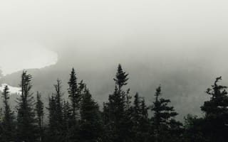 Картинка природа, лес, деревья, дерево, ель, елка, туман, дымка, вечер
