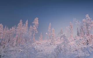 Картинка зима, зимние, время года, сезоны, сезонные, лес, деревья, дерево, природа, белый