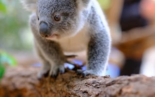 Картинка коала, животное, животные, природа, дерево