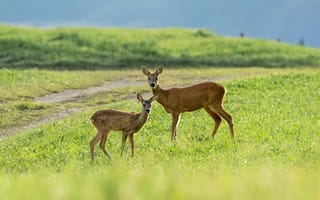 Картинка олень, животные, животное, природа, самка, детеныш, маленький, луг