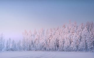 Картинка зима, зимние, время года, сезоны, сезонные, снег, иней, изморозь, белый, лес, деревья, дерево, природа