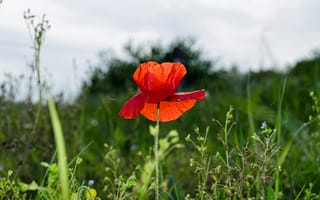 Картинка мак, маки, цветок, цветы, растение, растения, цветочный, луг