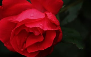 Картинка роза, цветок, цветы, растение, растения, цветочный, красный, роса, влажный, капли