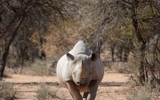 Картинка носорог, рог, животное, животные, природа, саванна, сухая, Африка, африканская, дерево, Намибия