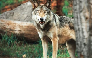 Картинка волк, дикий, хищник, животное, животные, природа