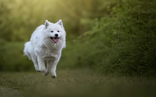 Картинка самоед, лайка, собака, порода, собаки, пес, животное, животные, питомец, пушистый, бег, лес, деревья, дерево, природа, белый