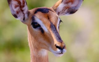 Картинка антилопа, животные, животное, природа