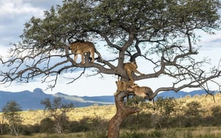 Картинка львица, лев, дикие кошки, дикий, кошки, большие кошки, большая кошка, хищник, животные, дерево, саванна, сухая, Африка, африканская