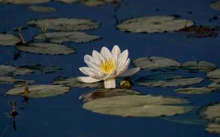 Картинка кувшинка, лилия, водяная лилия, озеро, пруд, вода, цветок, цветы, растение, растения, цветочный