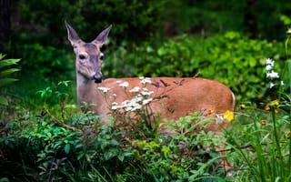 Картинка олень, животные, животное, природа, лес, деревья, дерево