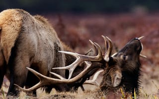 Картинка олень, животные, животное, природа, рог, рога