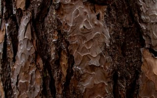 Картинка кора, текстурный, текстурные, текстура, текстуры, деревянный, деревянная