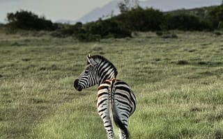 Картинка зебра, животные, животное, природа, саванна, сухая, Африка, африканская