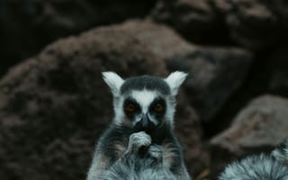 Картинка лемур, животное, животные, природа