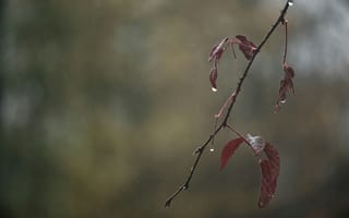 Картинка ветка, осень, осенние, время года, сезоны, сезонные, лист, растение, капли, капли воды, капли дождя, дождь