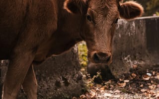 Картинка корова, рогатая, животное, животные, природа