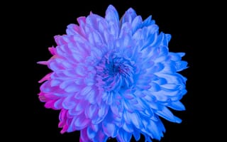 Картинка хризантема, цветок, цветы, растение, растения, цветочный, цветной, разноцветный, цвета, amoled, амолед, черный, арт, рисунок