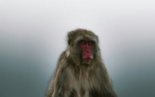 Картинка обезьяна, примат, животное, животные, природа, туман, дымка