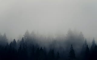 Картинка ель, елка, хвойный, природа, лес, деревья, дерево, туман, дымка, вечер, сумерки