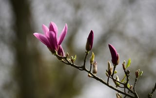 Картинка магнолия, цветок, цветущий, весна, цветы, растение, растения, цветочный, ветка, бутон