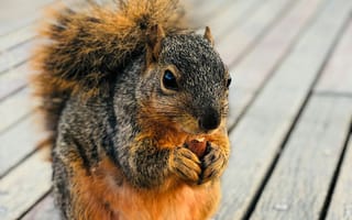 Картинка белка, грызун, животные, животное, природа