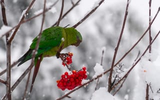 Картинка попугай, птица, птицы, животное, животные, ветка, рябина, ягода, снег, зима