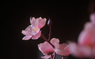 Картинка цветок, цветы, растение, растения, цветочный, розовый, цветение, цветущий, amoled, амолед, черный