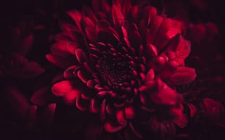 Картинка цветок, цветы, растение, растения, цветочный, красный