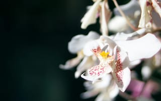 Картинка орхидея, цветок, цветы, растение, растения, цветочный, белый