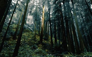 Картинка природа, лес, деревья, дерево