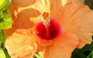 Картинка гиaцинт, цветок, цветы, растение, растения, цветочный, оранжевый