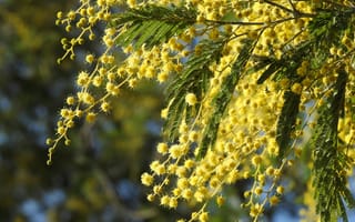 Картинка мимоза, цветок, цветы, растение, растения, цветочный, желтый