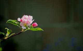 Картинка вишня, цветущий, цветок, цветение, весна, цветы, растение, растения, цветочный, розовый, ветка