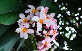 Картинка плюмерия, цветок, цветы, растение, растения, цветочный, лист, розовый