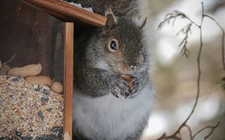 Картинка белка, грызун, животные, животное, природа, дерево
