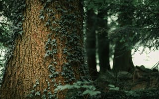 Картинка природа, лес, деревья, дерево, плющ
