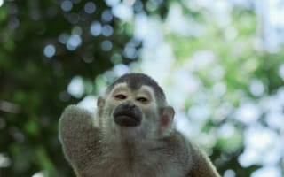 Картинка обезьяна, примат, животное, животные, природа