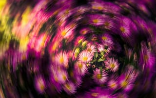 Картинка цветок, цветы, растение, растения, цветочный, розовый, размытость, размытый, блюр