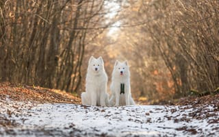 Картинка собаки, собака, пес, животное, животные, питомец, лес, деревья, дерево, природа, осень