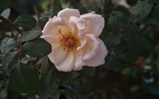 Картинка шиповник, роза, цветок, цветы, растение, растения, цветочный, лист