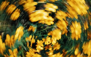 Картинка цветок, цветы, растение, растения, цветочный, желтый, размытость, размытый, блюр