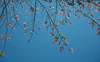 Картинка весна, весенние, время года, сезоны, сезонные, природа, ветка, вишня, цветущий, цветок, цветение, небо