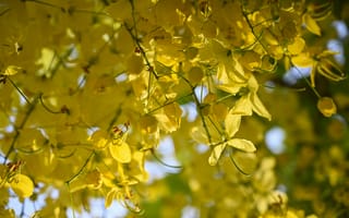 Картинка цветок, цветы, растение, растения, цветочный, ветка, желтый, весна