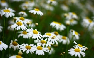 Картинка ромашка, цветок, цветы, растение, растения, цветочный, маргаритка, луг