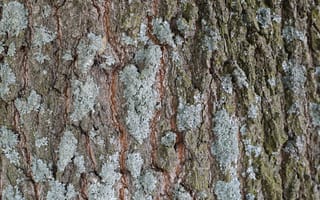 Картинка кора, текстурный, текстурные, текстура, текстуры, деревянный, деревянная