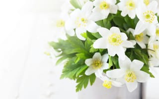 Картинка анемона, цветок, цветы, растение, растения, цветочный, букет, белый