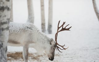 Картинка олень, животные, животное, природа, лес, деревья, дерево, снег, зима