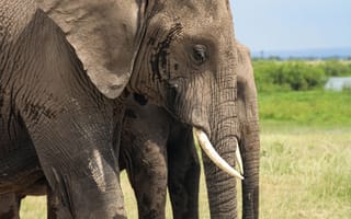 Картинка слон, животное, животные, природа, Килиманджаро, Африка