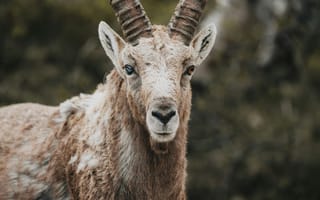 Картинка козел, коза, животное, животные, природа, рог, рога