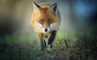 Картинка лиса, животное, животные, природа